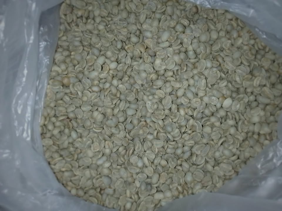 Arabica Catimor - Green Coffee Beans (250 grams)